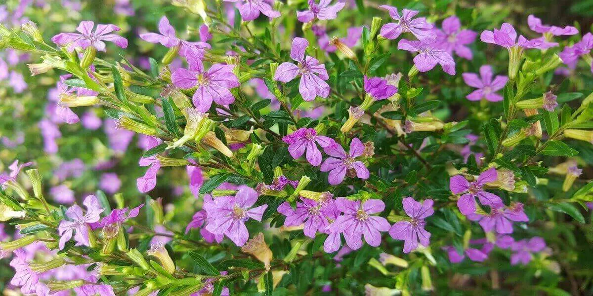 mexican_heather_purple_flowers