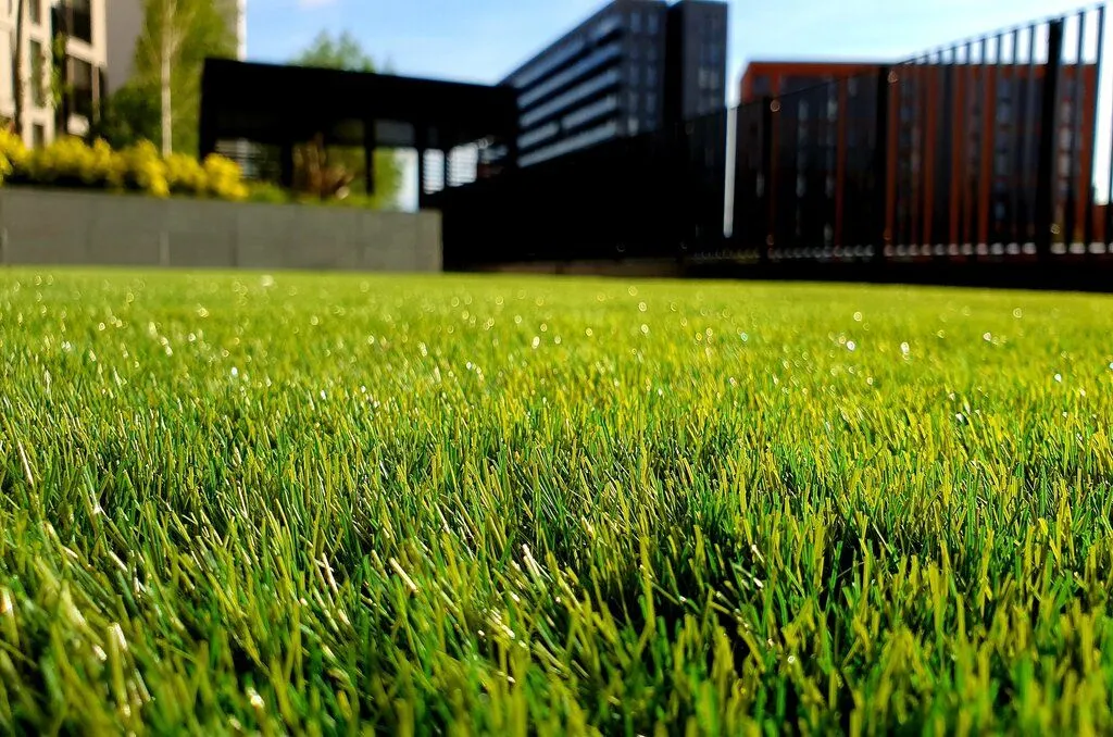 Cleanly cut lawn grass